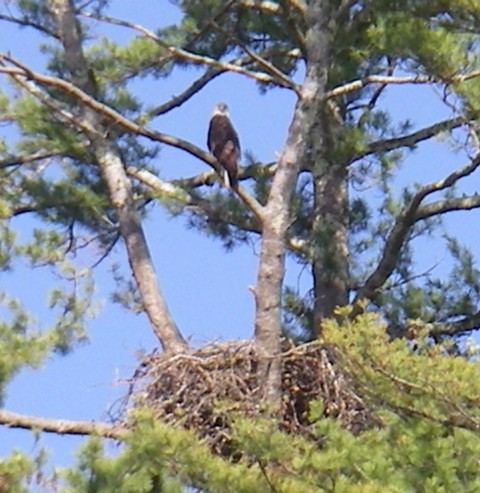 Eagle at the nest